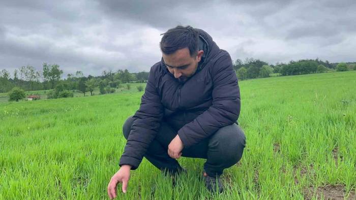 Kuraklığın Ardından Gelen Yağmurlar Siyez Buğdayı Yetiştiricilerinin Yüzünü Güldürdü