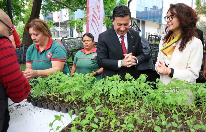 Menteşe’de Ata Tohumdan Üretilen 20 Bin Fidan Ücretsiz Dağıtıldı