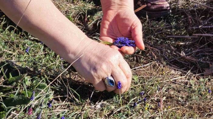 Bitki Uzmanı Arap Sümbülünden Yaralara İyi Gelen Merhem Yapıyor