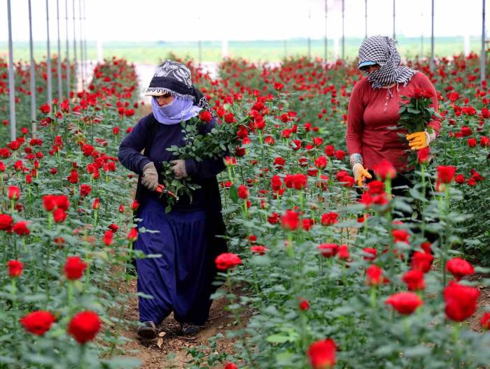 Anneler Günü Öncesi Gül Fiyatları Dibi Gördü: Tanesi 3 Lira