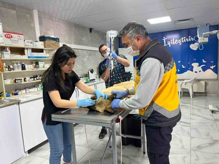 Kaza Sonucu Yaralanan Köpek İçin Herkes Seferber Oldu