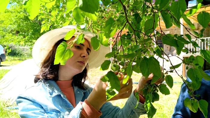 Ani Sıcaklık Değişimleri Dutun Merkezini Vurdu