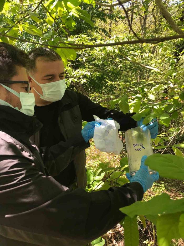 Kastamonu’da ’savaşçı Böcekler’ Doğaya Salındı