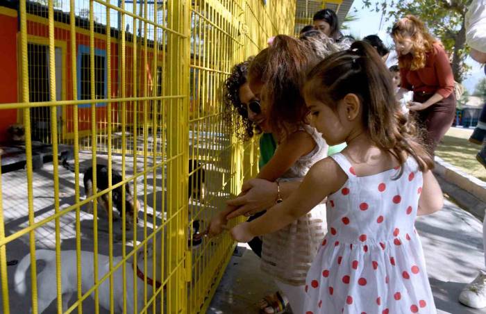 Kuşadası’nda Patili Can Dostlar Artık Hafta Sonları Da Ziyaret Edilebilecek