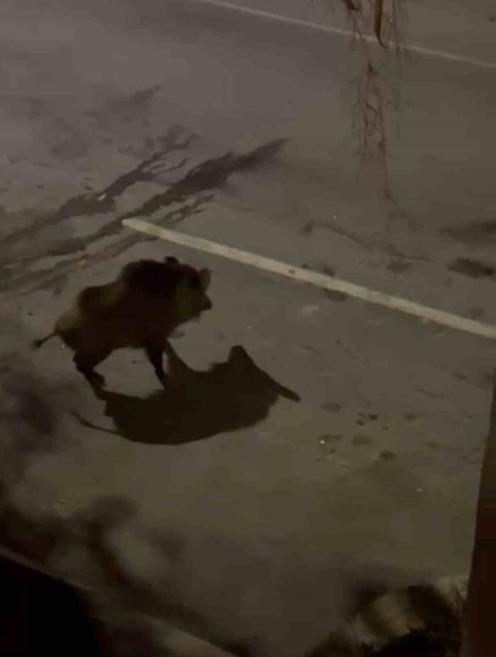 Domuzdan Köpeklere Gözdağı