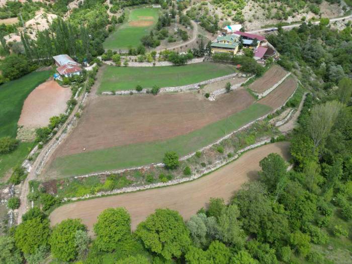 Türkülere Konu Olan Madımağı Ticarileştirdi