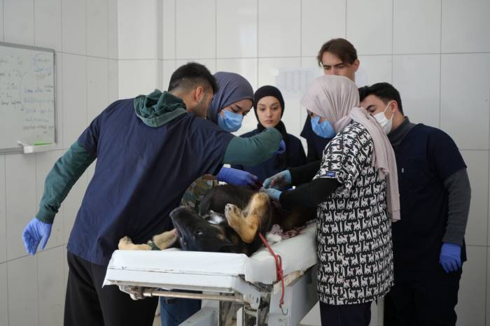 Sokaktaki Canlara Sadık Dostlara Barınakta Çiçek Gibi Bakılıyor