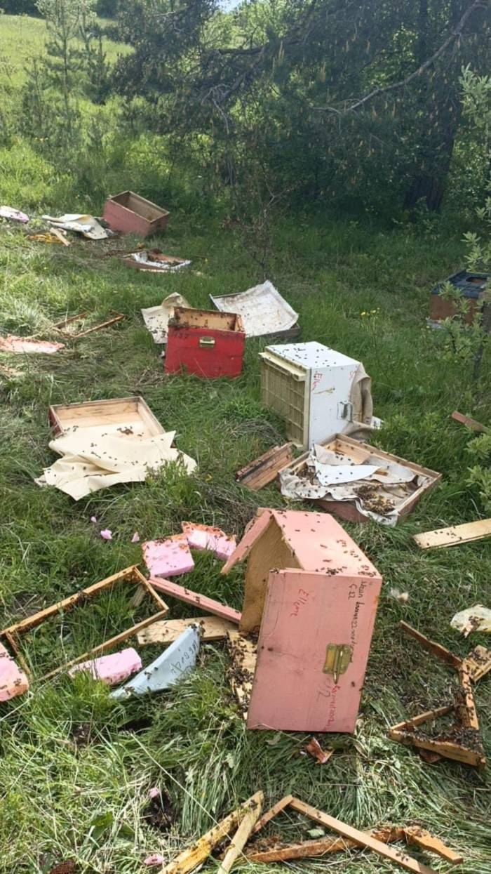 Ayılar 20 Arı Kovanını Parçaladı