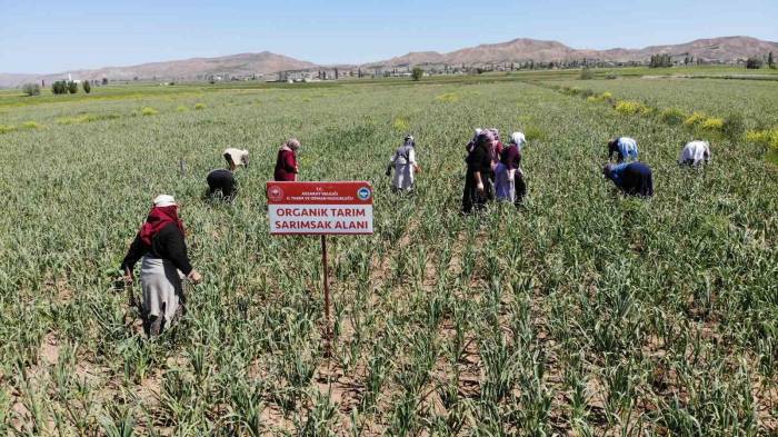 Aksaray’ın Organik Sarımsağı Rusya Ve Almanya Antibiyotiğinde