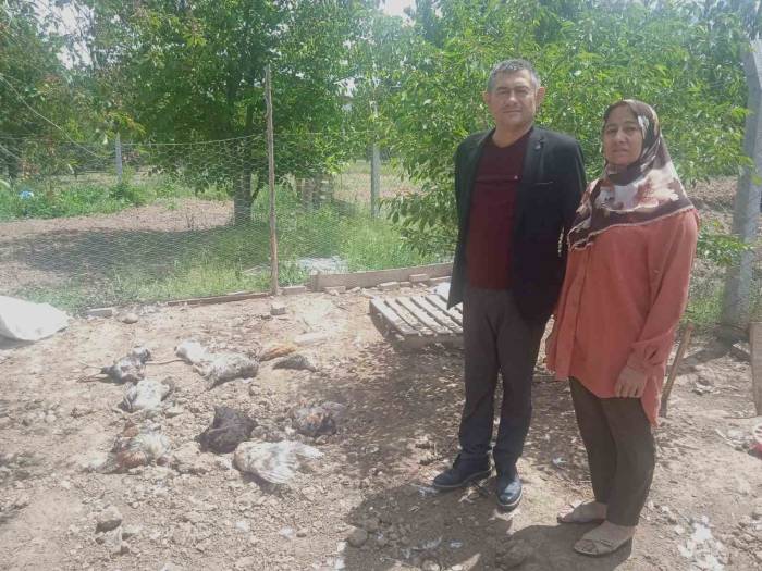 Sokak Köpekleri En Acı Anneler Günü Hediyesini Verdi