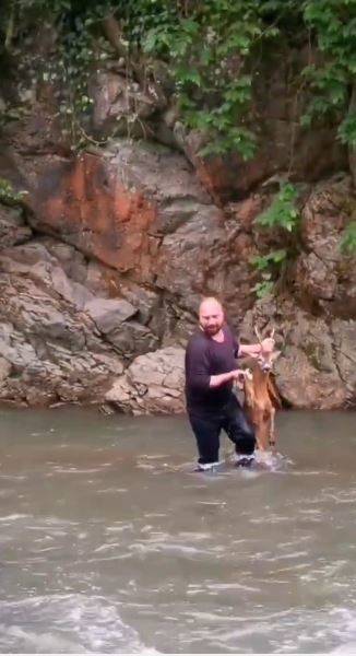 Artvin’de Nehre Düşen Karaca İçin Belediye Personeli Azgın Sulara Atladı