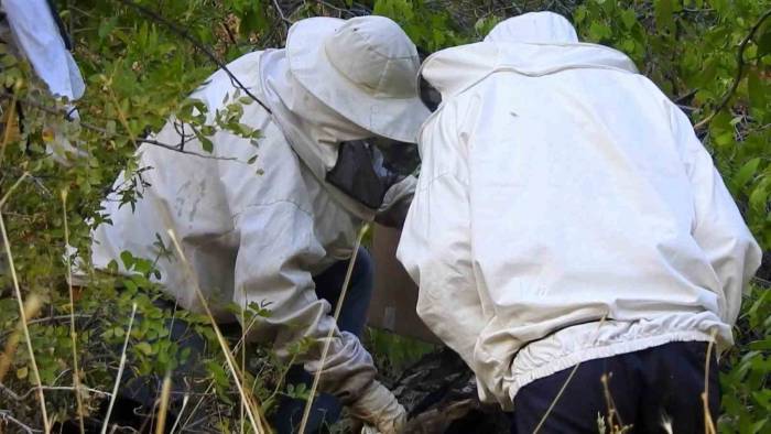 ’bal Avcıları’ Su Kenarından Takip Ettikleri Arılarla Doğal Bala Ulaşıyor