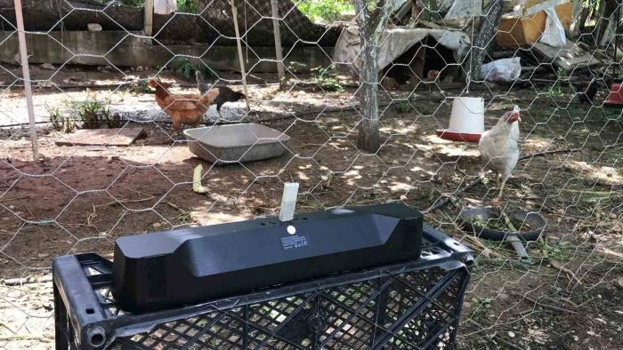 Klasik Müzik Dinleterek Yumurta Verimini 4’e Katladı