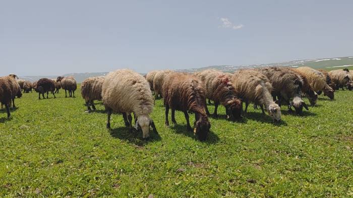 Besiciler Yaylaya Çıkmaya Başladı