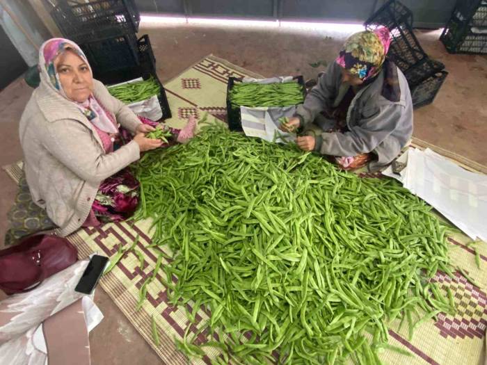 İznik’in Meşhur Nazende Fasulyesi Toplanmaya Başladı