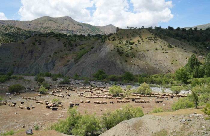 Binlerce Koyun Muş Yaylalarına Doğru Yola Çıkarıldı