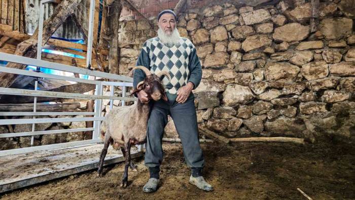 4 Boynuzlu Koç Ahırın Lideri Oldu