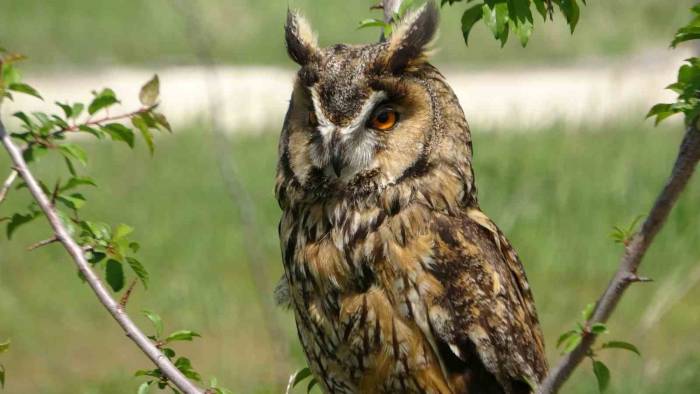 Prof. Dr. Aslan: “Van Gölü Havzası Bu Yıl Çok Sayıda Göçmen Kuşu Karşılıyor”