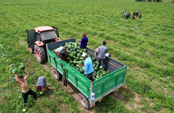 Adana Karpuzunun Marka Değeri Timlerle Korunuyor