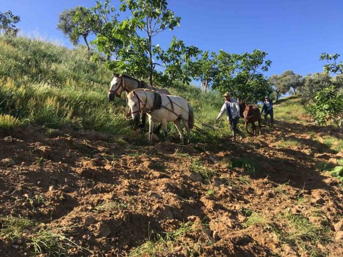 Köyünü Terk Etmeyen Gençler Günlük 3 Bin Liraya Çalışıyor