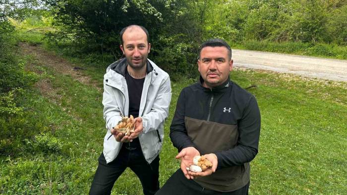 Bilecik Ormanlarında Son 50 Yılın En Fazla Mantarı Fışkırıyor