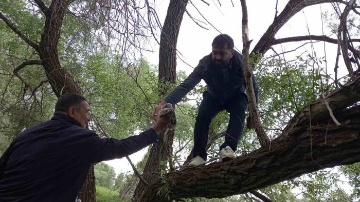 Yuvadan Düşen Yavru Baykuş İçin Seferber Oldular