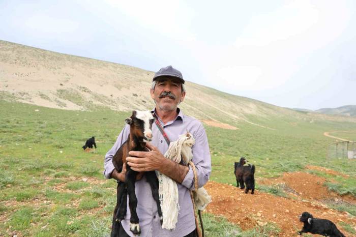 Kahramanmaraşlı Çoban 40 Hayvanını Dağ Zirvesinde 6 Ay Otlatıyor