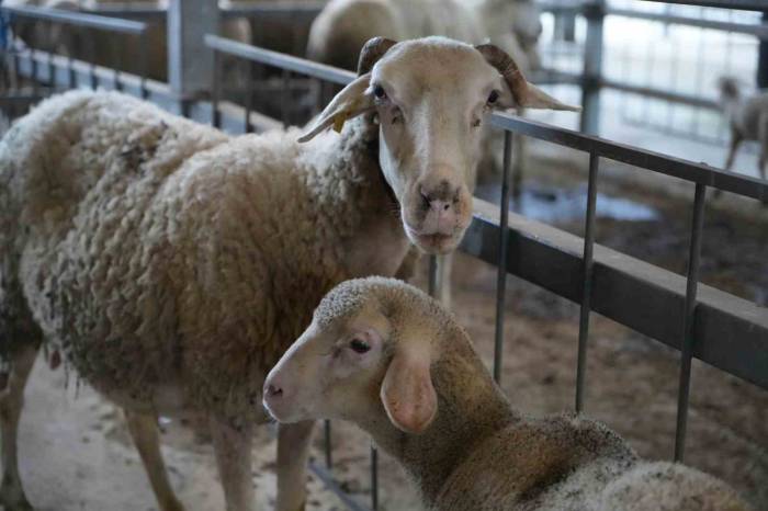 Balıkesir’in Kurbanlıkları En Çok İstanbul’dan Alıcı Buluyor
