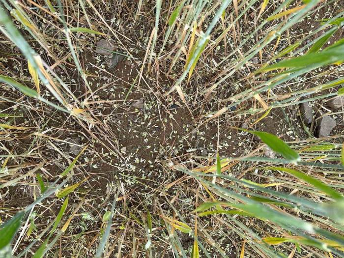 Batman’da Dolu Ve Sağanak Tarım Arazilerini Vurdu