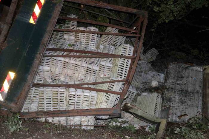 Tavuk Yüklü Kamyon Uçuruma Devrildi, Yüzlerce Tavuk Telef Oldu: 1 Yaralı
