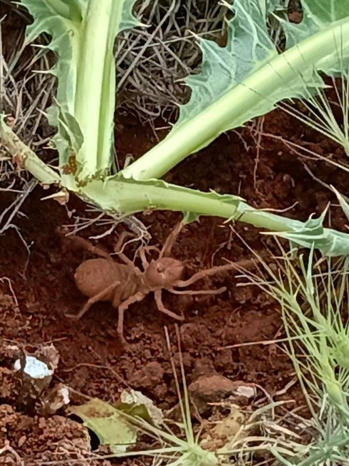 Elazığ’da Et Yiyen ’sarıkız Örümceği’ Görüldü