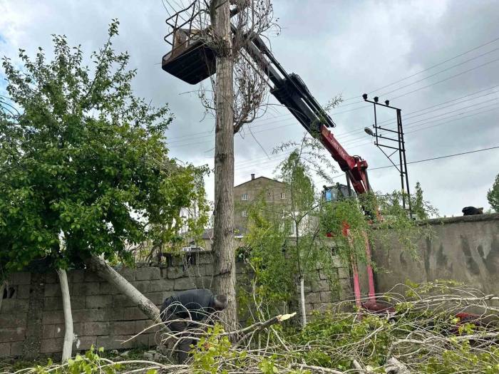 Yüksekova’da Polen Oluşturan Ağaçların Kesimine Başlandı