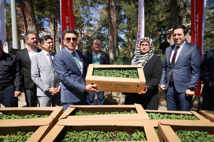 61 Bin 780 Adet ’ata’ Tohumu Gerçekleşti