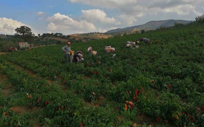 Erzincan Kapya Biber Yetiştiriciliği Yaygınlaşıyor