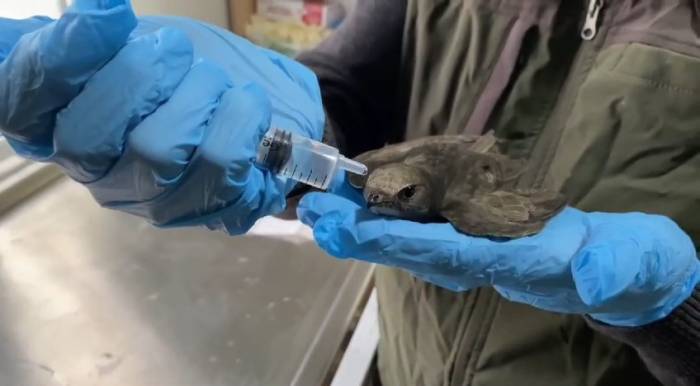 Ebabil Şefkatli Ellerde Hayata Tutundu