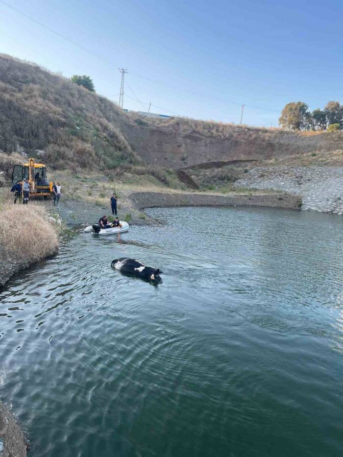 Gölete Düşerek Telef Olan İnek, 4 Saat Süren Çalışmayla Sudan Çıkarıldı