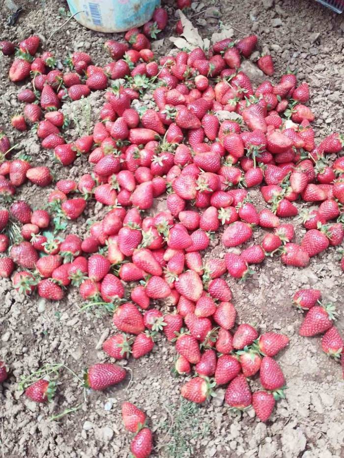 Kahramanmaraş’ta Yağmur Nedeniyle Çilekler Zarar Gördü