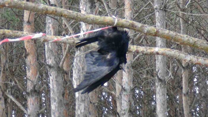 Ağaçta Asılı Kalan Karga Telef Oldu