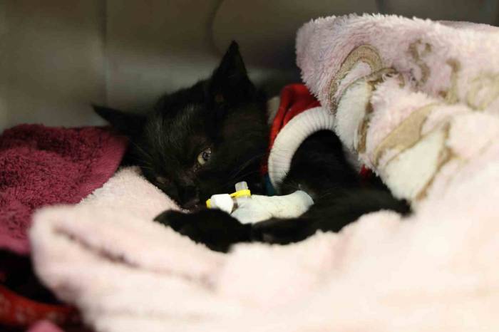 Vicdansızlığa Rağmen Şefkat İle Hayata Tutundu