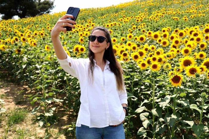 Adana’da Tarlalar Sarıya Boyandı