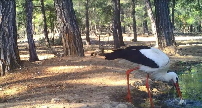 Leyleğin Hijyenik Beslenmesi Fotokapanla Görüntülendi