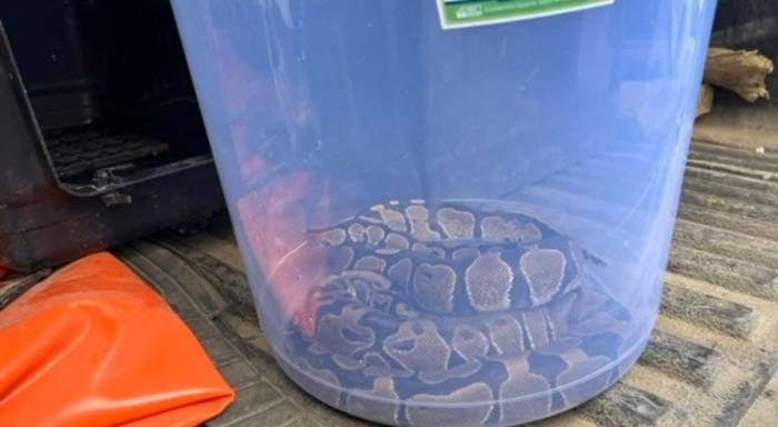 Evinde İzinsiz Kraliyet Pitonu Besliyordu: 25 Bin Lira Ceza Kesildi