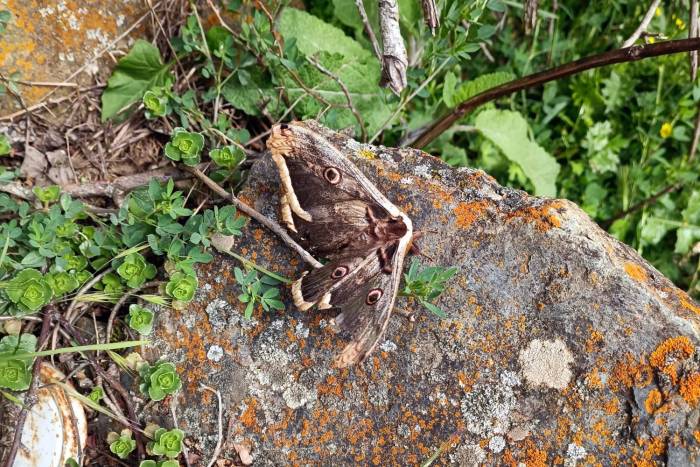 Avrupa’nın En Büyük Kelebek Türü Gümüşhane’de Görüntülendi