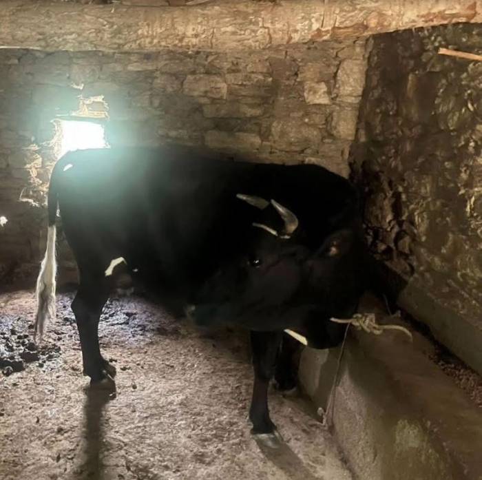 Çaldığı Hayvanı Kendisinin Gibi Satmak İstedi, Jandarmanın Dikkatinden Kaçamadı