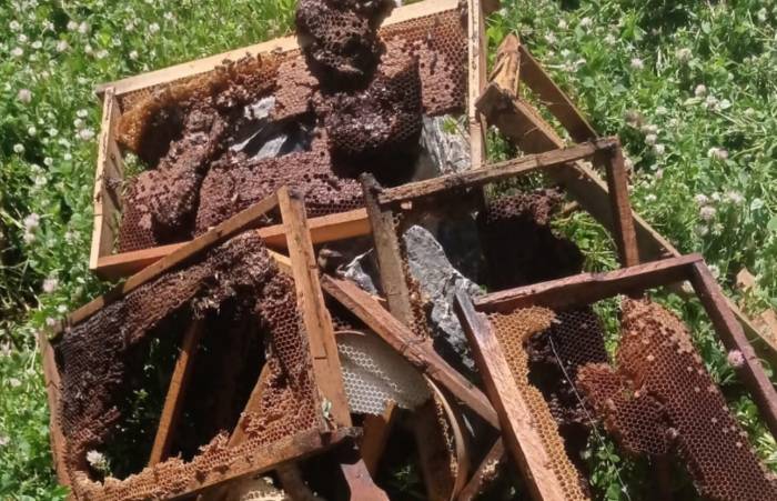 Ayılar Bir Gecede Çok Sayıda Arı Kovanını Kırdı, Binlerce Arı Telef Oldu