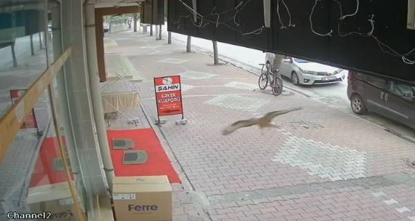 Bu Sefer Kontrolden Çıkan Araç Değil, Kuş Oldu