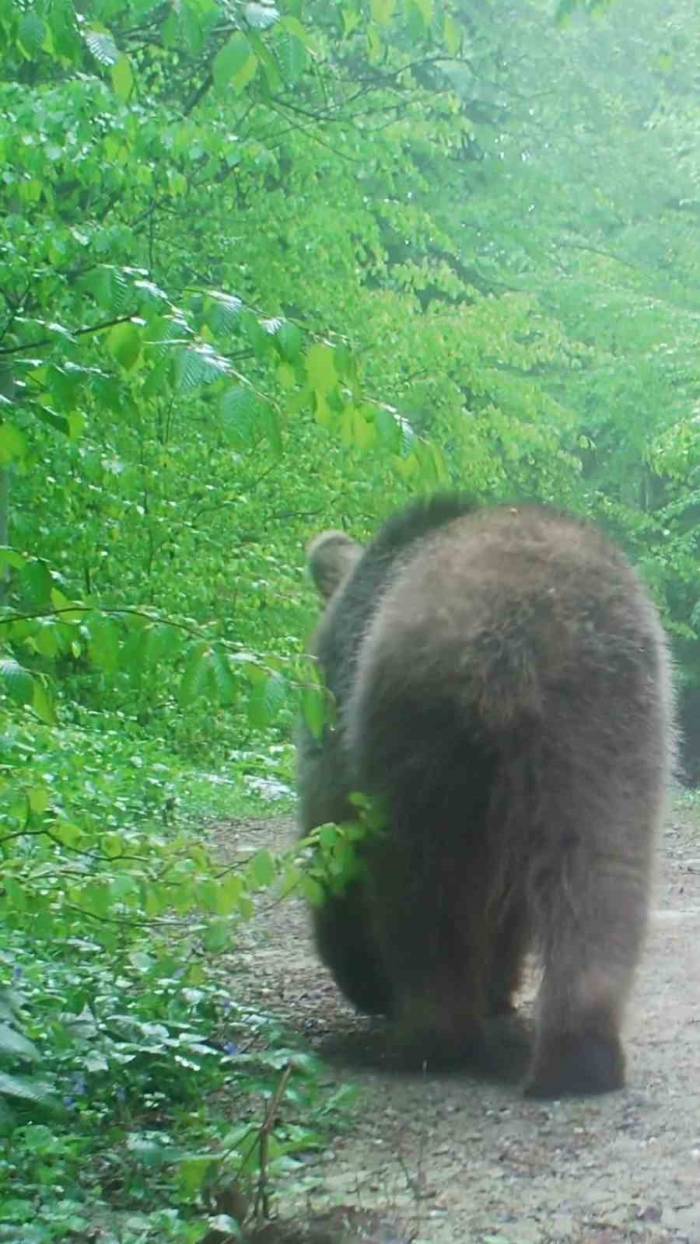 Boz Ayının Orman Gezintisi Fotokapana Yansıdı