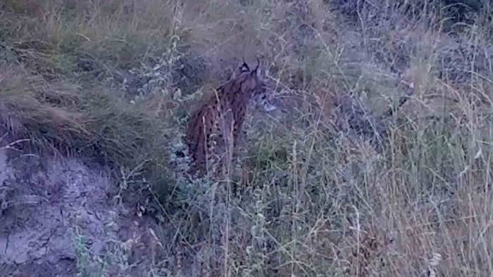 "Ormanların Hayaleti" Vaşak, Bozkır Topraklarında
