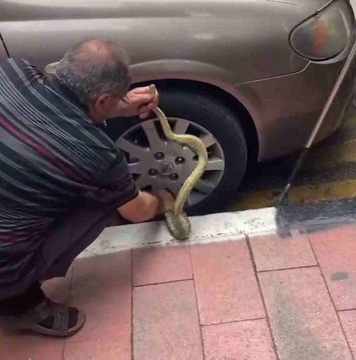 Arabadaki Yılanı Korkusuzca Çıkardı, Görenler Hayret Etti