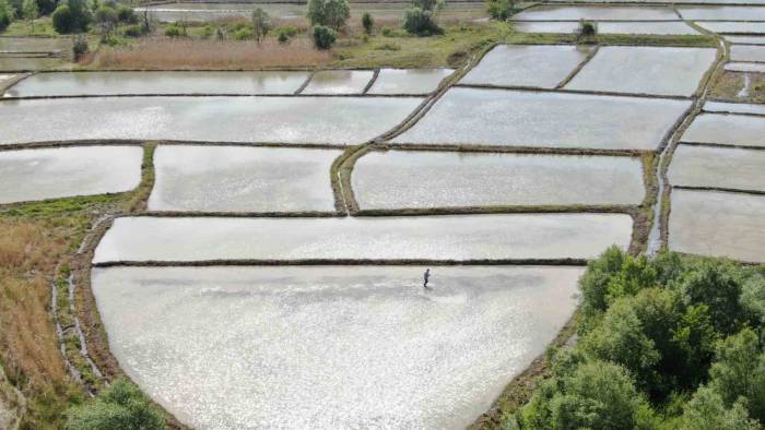 Ilgaz Dağı’nın Kar Suyuyla Beslenen Tarlalarda Çeltik Ekimi Başladı